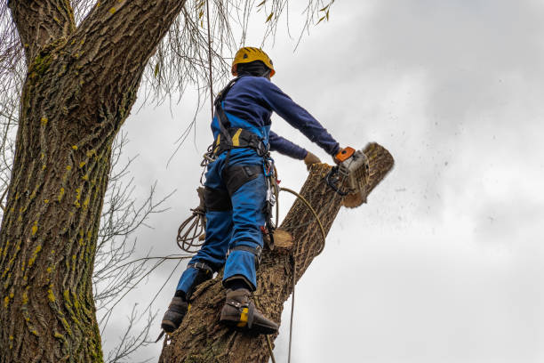 Best Dead Tree Removal  in USA